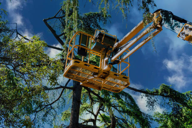 Best Tree Maintenance Programs  in Daleville, VA