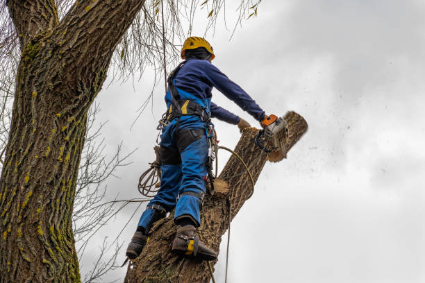 Best Utility Line Clearance  in Daleville, VA